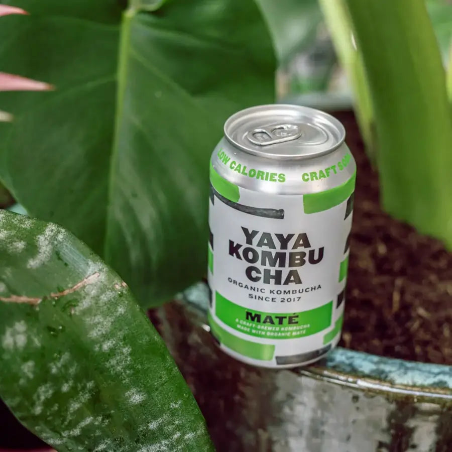  Puszka YAYA Kombucha Maté ustawiona w donicy wśród zielonych liści – organiczna kombucha z yerba mate, niskokaloryczna i rzemieślnicza