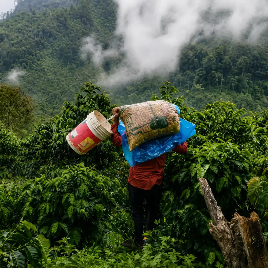 Zbiór kawy specialty Peru Tiburcio Alarcon na plantacji kawowca w Andach