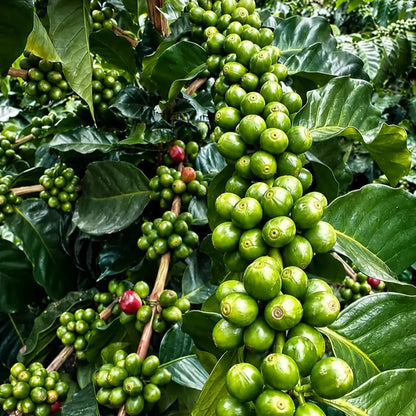 Zielone owoce kawy na krzewie – plantacja Venezuela Merida, niedojrzałe ziarna kawowca
