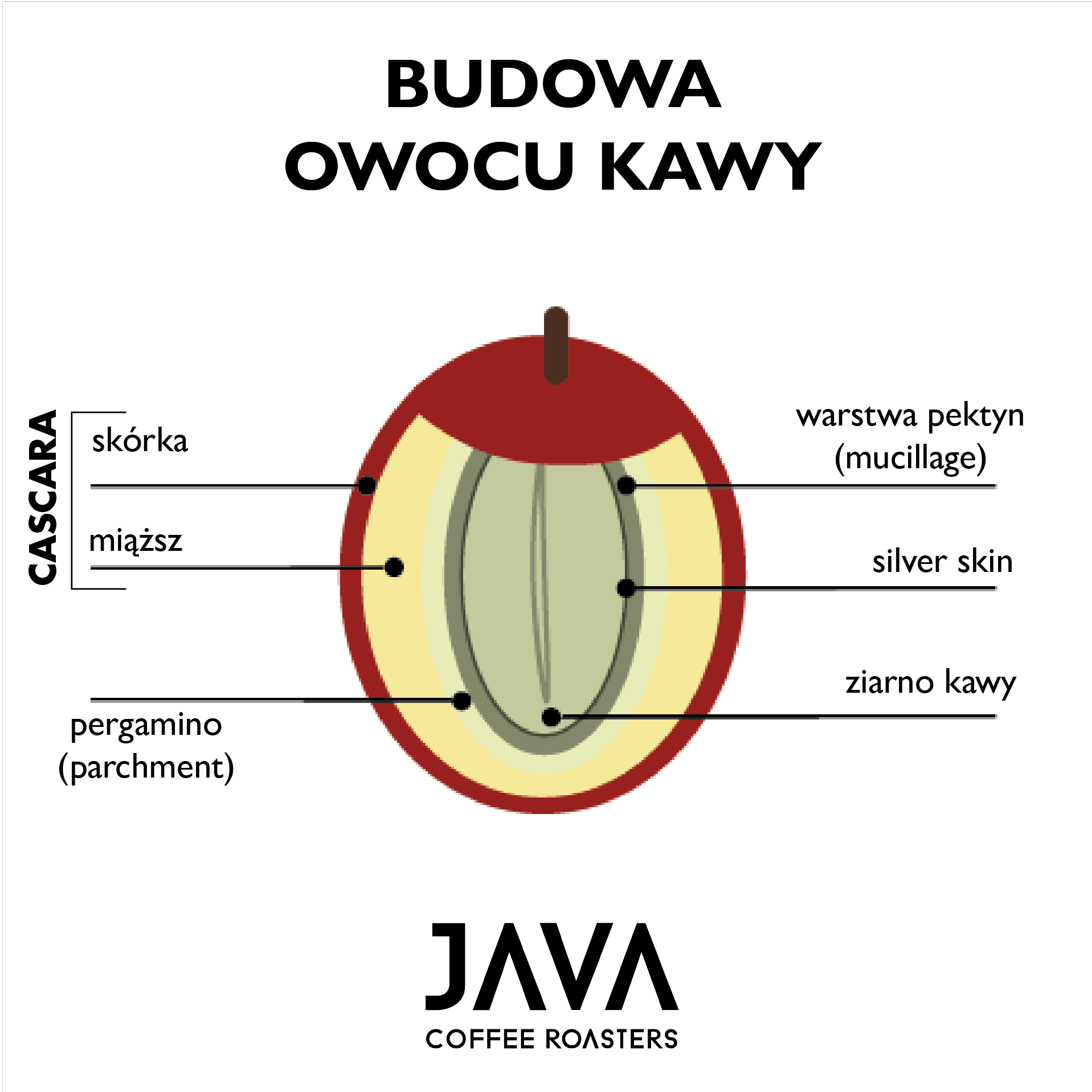 Budowa owocu kawy